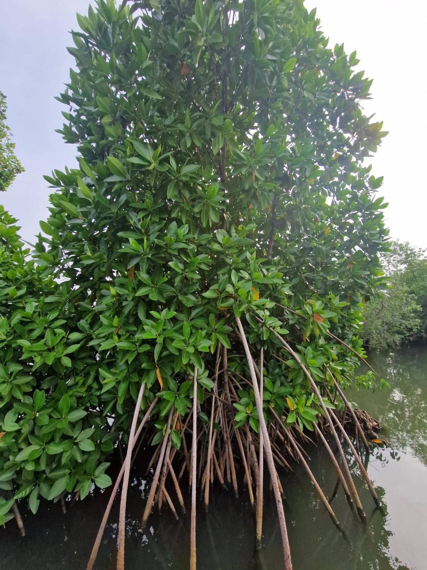 Bliss Homestay Munroe Island Mundrothuruth 外观 照片